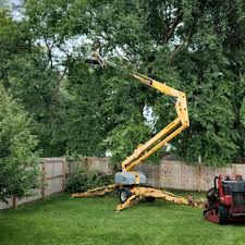 Best Tree Removal Service  in Ephraim, UT