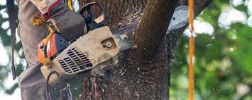 Why Choose Our Tree Removal Services in Ephraim, UT?