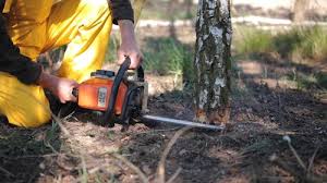 Best Tree Trimming and Pruning  in Ephraim, UT