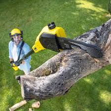 Best Tree Removal Service  in Ephraim, UT