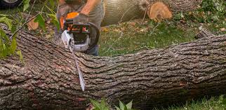 Best Tree Preservation Services  in Ephraim, UT