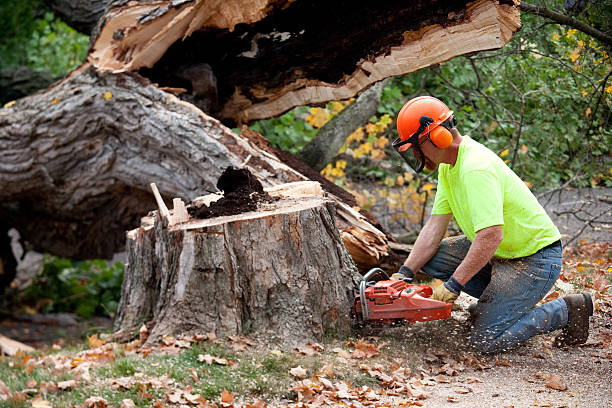 Best Tree Mulching Services  in Ephraim, UT