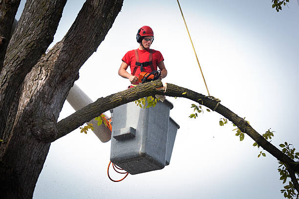 Best Tree Maintenance Programs  in Ephraim, UT